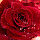 Rose Flower HD Wallpapers New Tab Theme