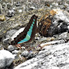 Common Bluebottle Butterfly