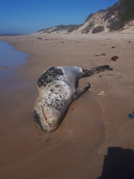 The carcass of a young leopard seal was found on the beach at Cape Recife in Port Elizabeth recently.