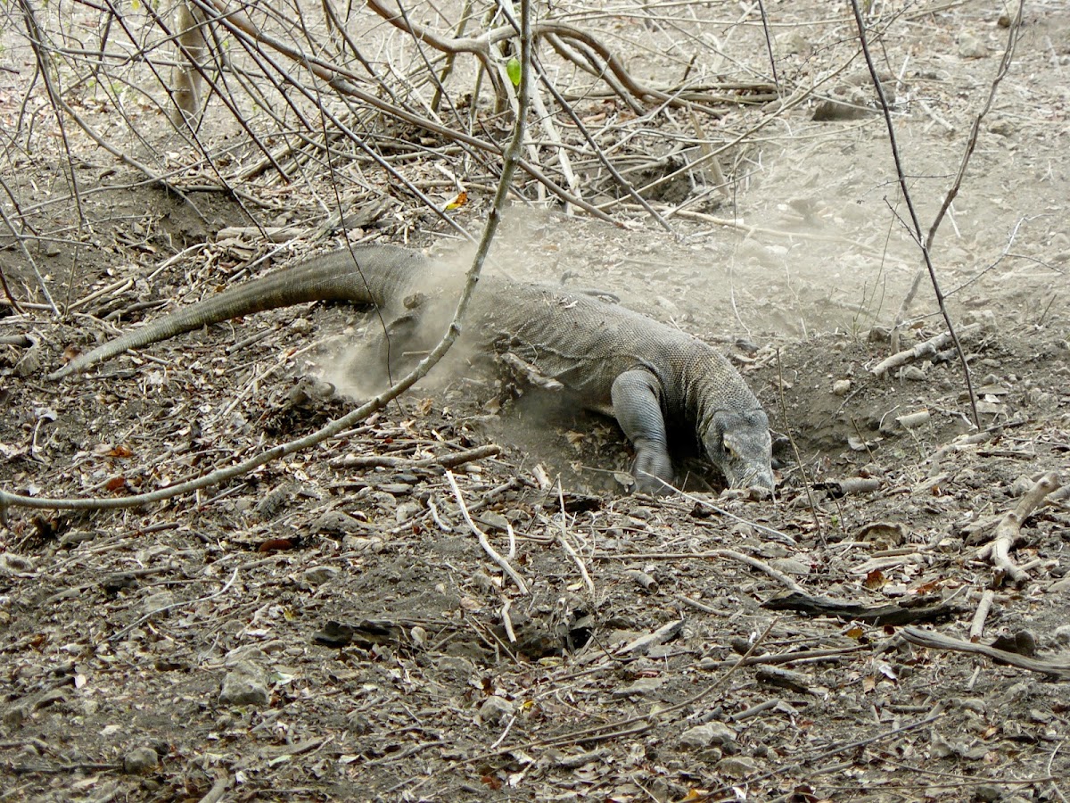 Komodo Dragon