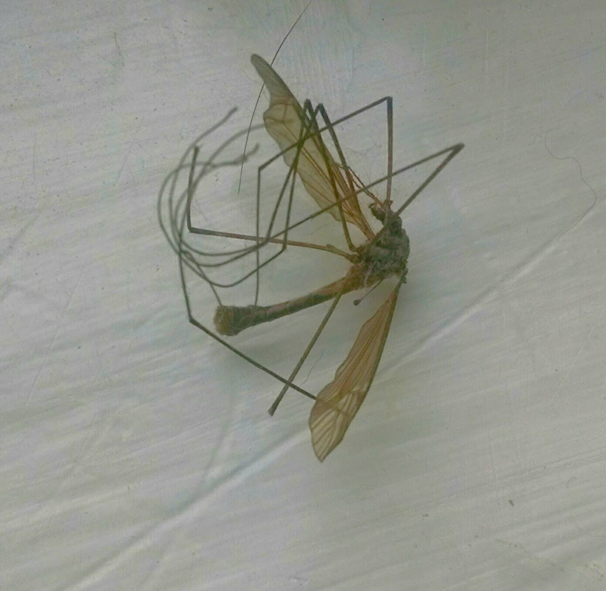 Large Crane fly or mosquito eater