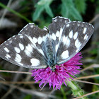 Marbled white