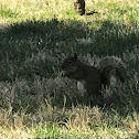 Eastern Gray Squirrel