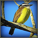 Bem-te-vi   (Great Kiskadee)