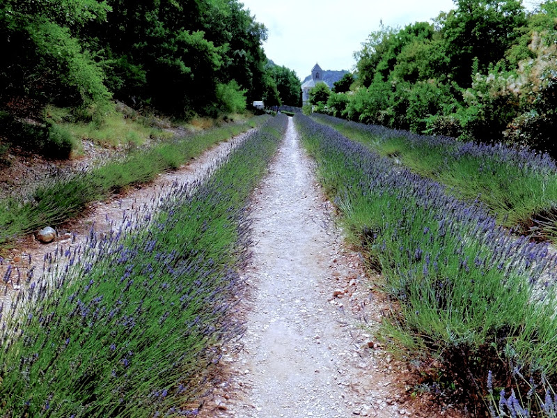 Colori e profumi di Provenza  di utente cancellato