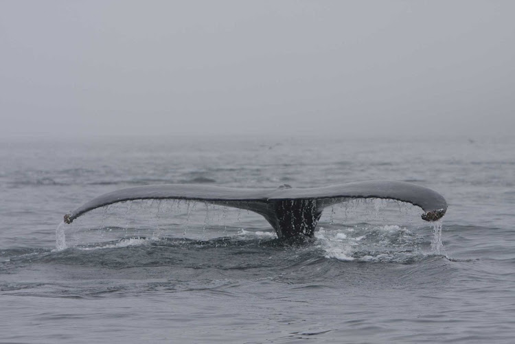 A whale tail spotted of the coast of  Avalon Peninsula in Newfoundland. 