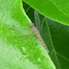 Obligue-banded Widow, Coppertone Velvetwing, Common Parasol