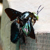 Bornean Carpenter Bee