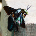 Bornean Carpenter Bee