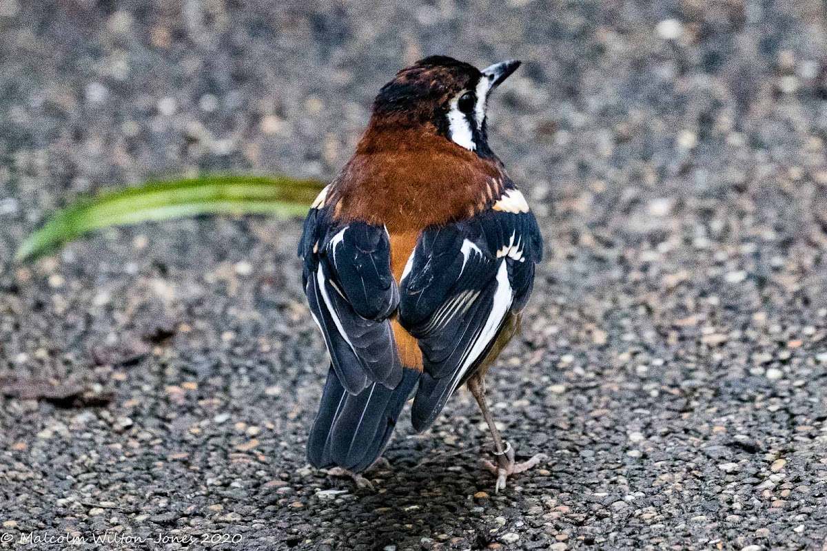 Chestnut-backed Thrush