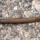 Pill Millipede