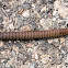 Pill Millipede