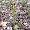 Dark Bee Orchid or Sombre Bee Orchid