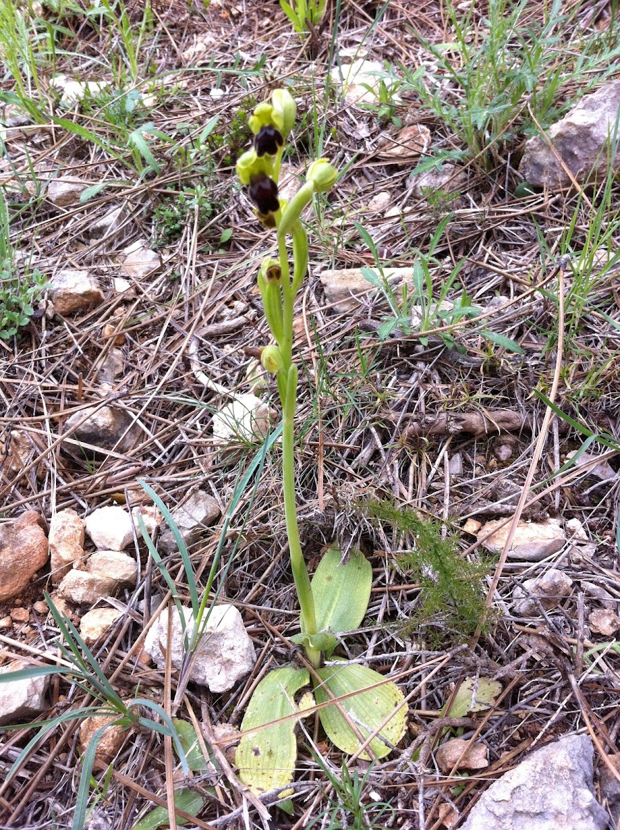 Dark Bee Orchid or Sombre Bee Orchid