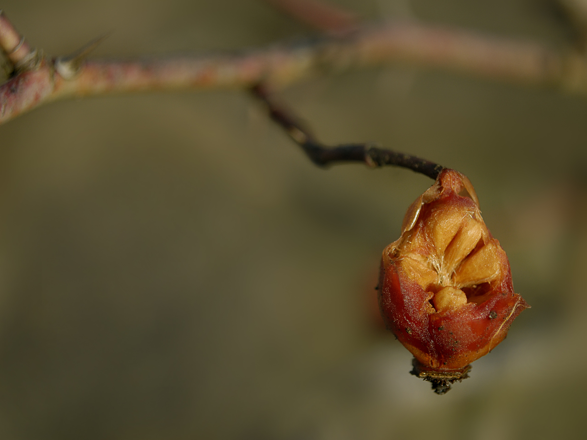 rosa canina  di Fabrizio Franceschi