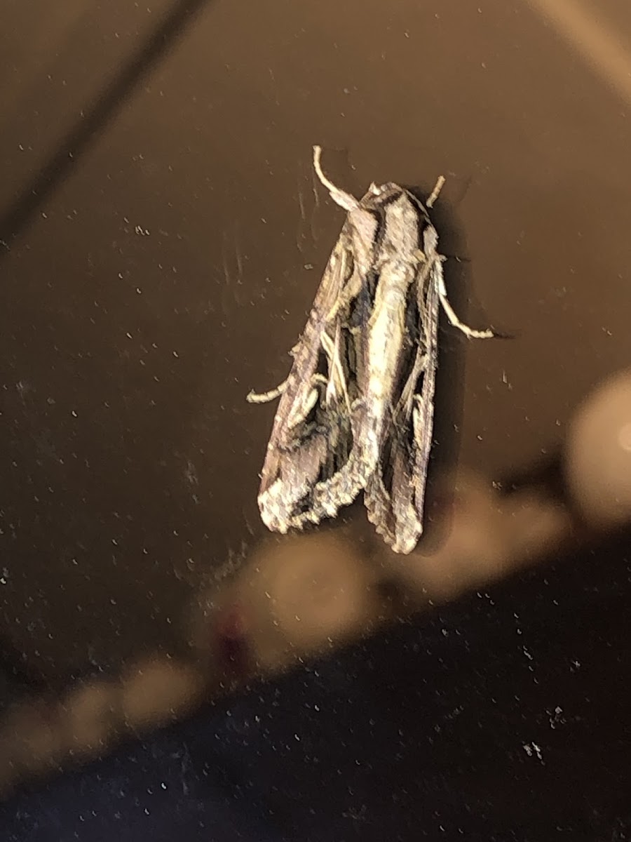 Sweetpotato Armyworm Moth