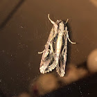 Sweetpotato Armyworm Moth