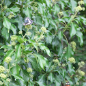 Southern White and Red Admiral