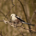 Long-tailed tit