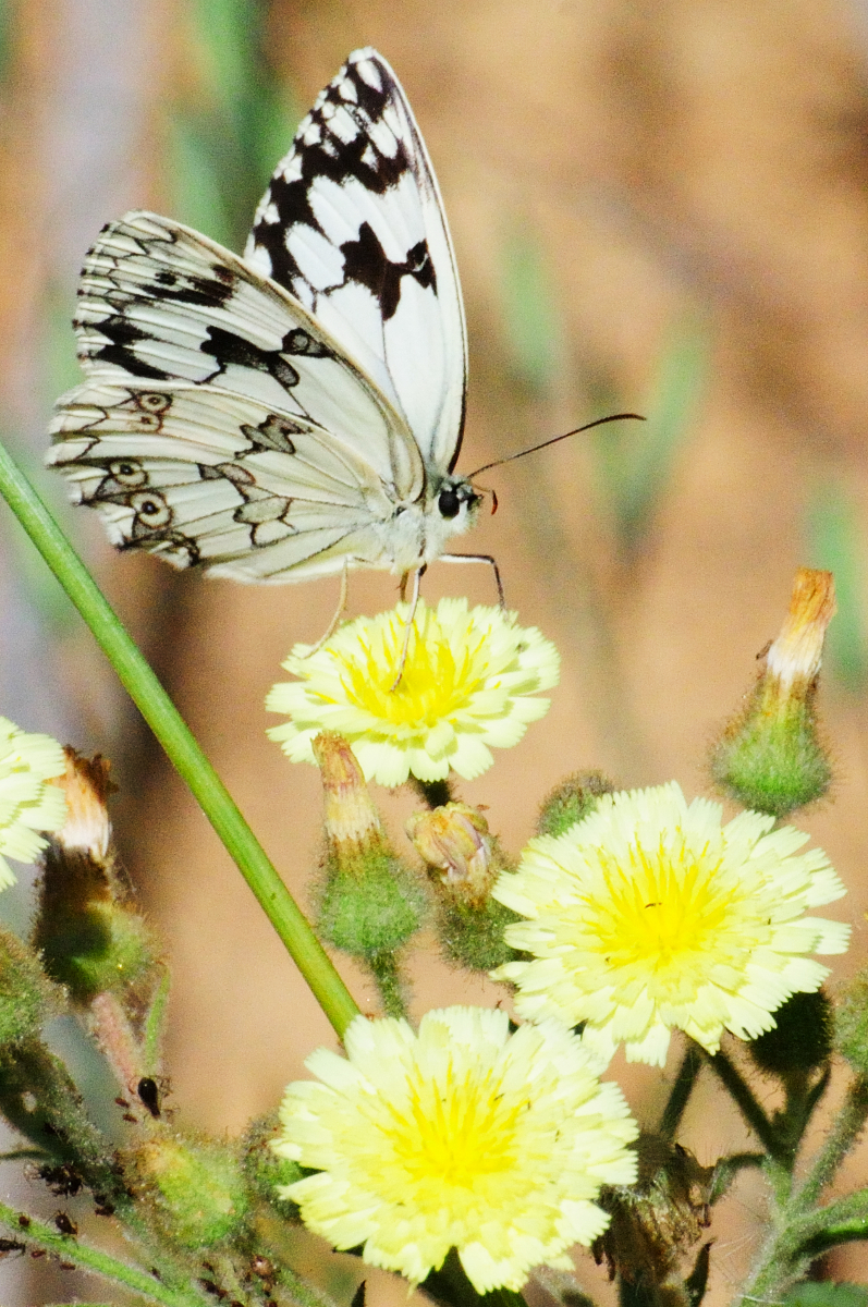 Iberian Marbled White; Medioluto Ibérica