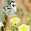 Iberian Marbled White; Medioluto Ibérica