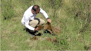 The collected dung is dried, crumbled and then, in accordance with a prescribed method for sterilising grey/borehole water in SA for human consumption, is immersed in a sterilising fluid that kills 99.9% of bacteria, fungi, spores and viruses. 