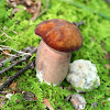 Tylopilus Badiceps Mushroom