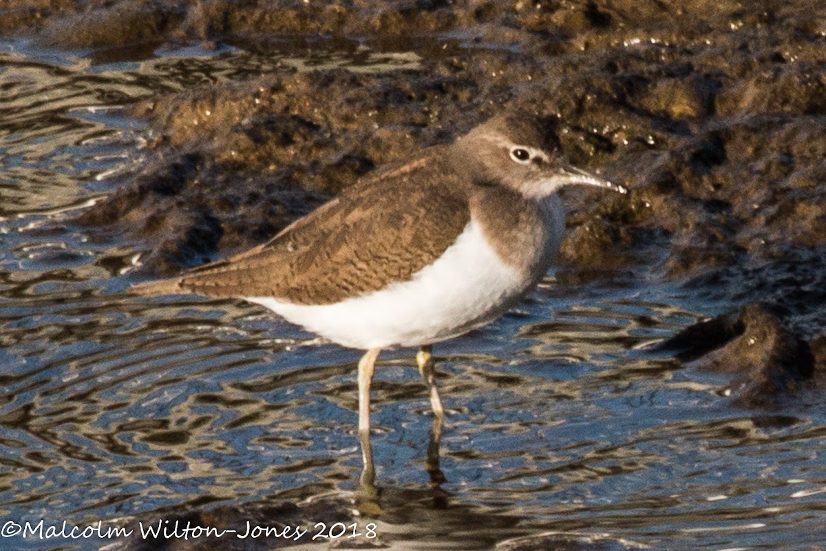 Common Sandpiper