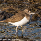 Common Sandpiper