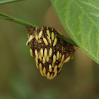 Central American Paper Wasp