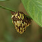 Central American Paper Wasp