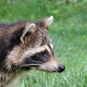 Raccoon