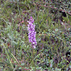 Fragrant Orchid