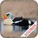 Duck Sounds icon