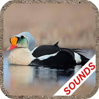 Duck Sounds