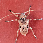 Lagocheirus araneiformis