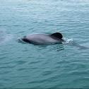 Hector's Dolphin