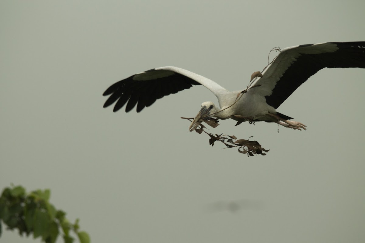 Asian Open Bill Stork