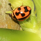 Variable Ladybird