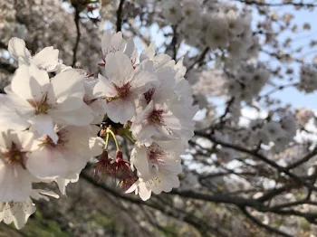 お花見