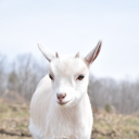 White goat