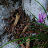 Ivy-leaved cyclamen