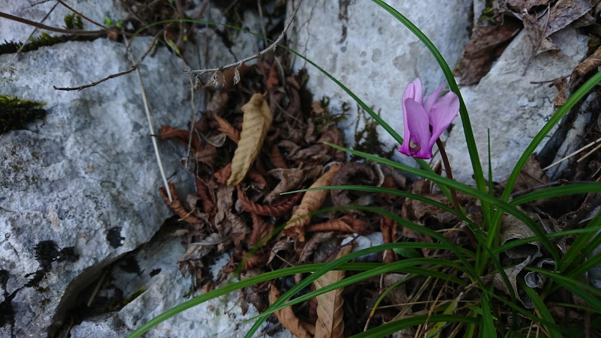 Ivy-leaved cyclamen