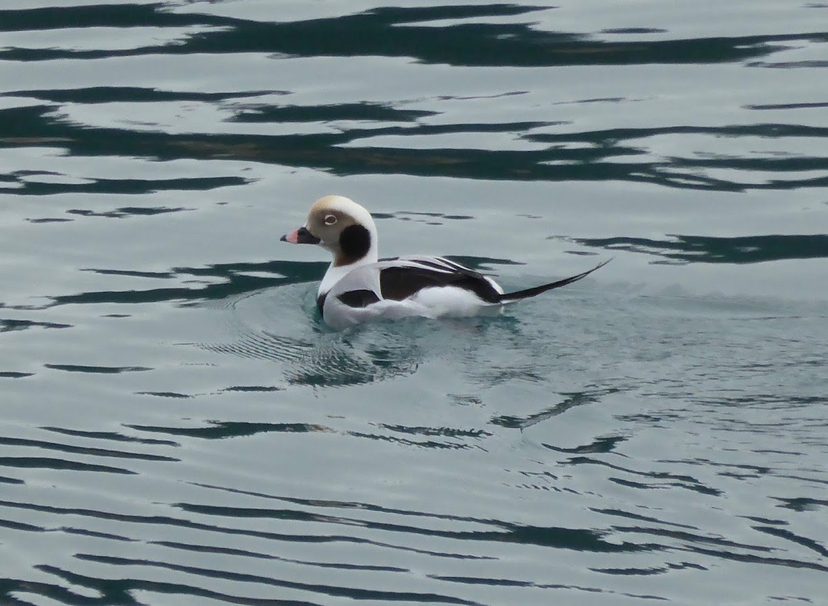 Long-tailed Duck