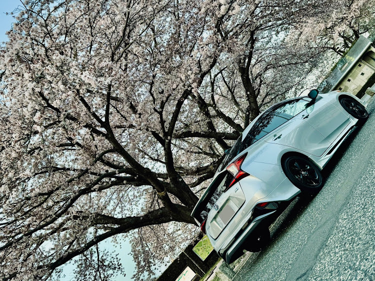 プリウスの桜とコラボ・夕方ドライブ・MODELLISTA・TRDトランクスポイラー・iPhoneクオリティに関するカスタム事例の投稿画像2枚目