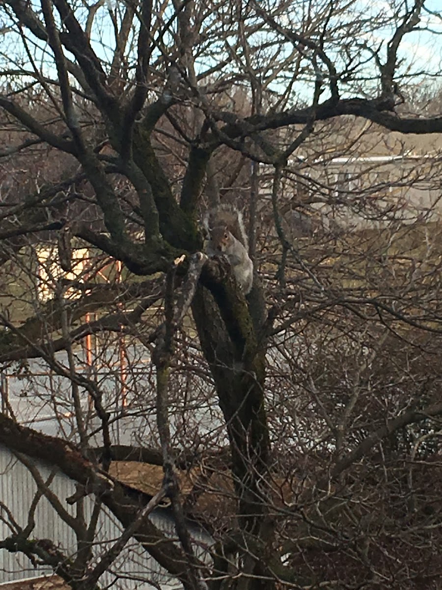 Gray Squirrel