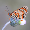 Spotted Fritillary