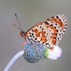 Spotted Fritillary