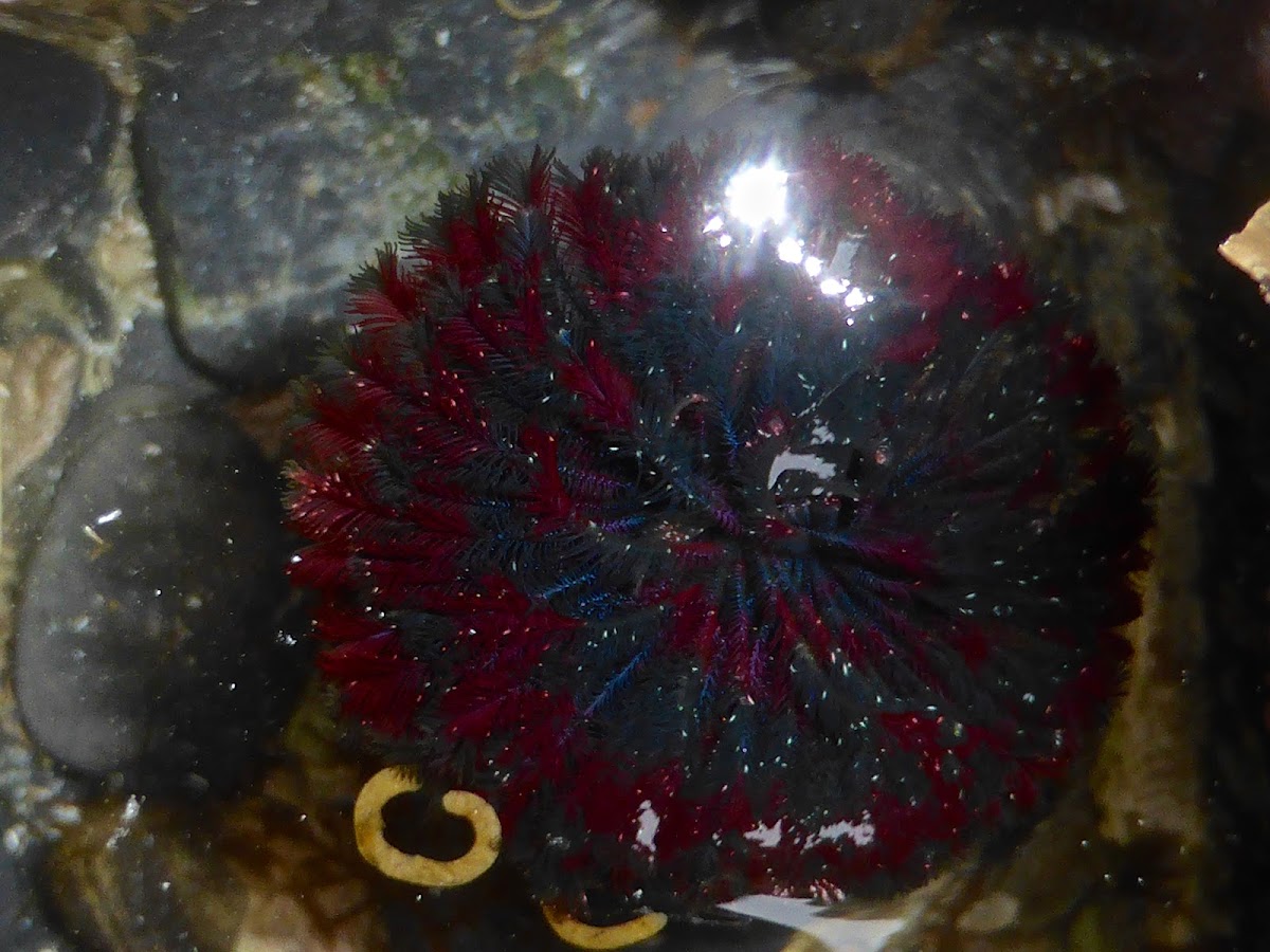 Northern Feather Duster Worm