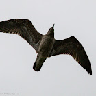 Young Gull